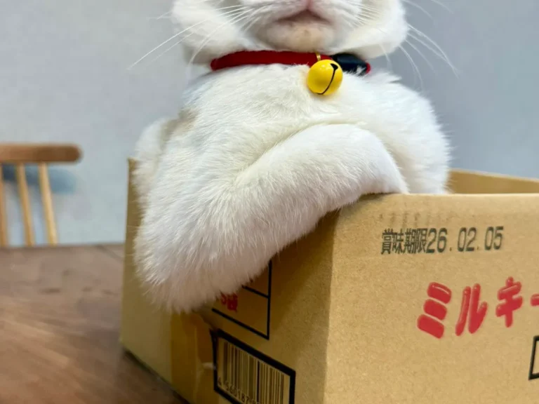 猫の写真