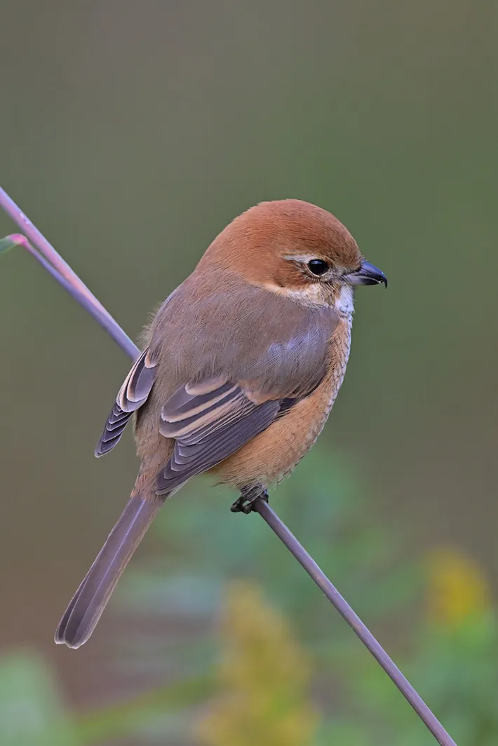 木の枝に立つモズの写真