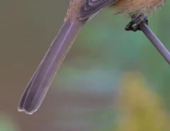 木の枝に立つモズの写真