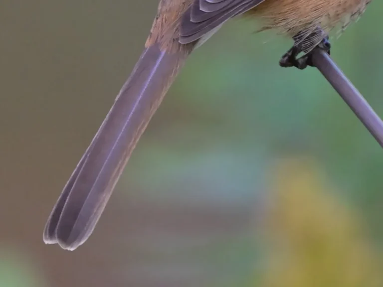 木の枝に立つモズの写真