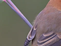木の枝に立つモズの写真