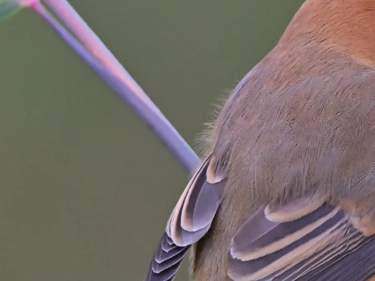 木の枝に立つモズの写真