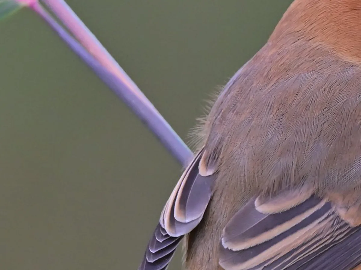 木の枝に立つモズの写真