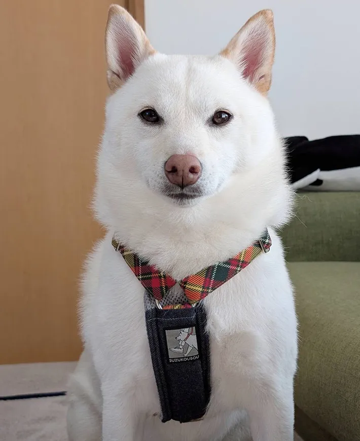 新しいハーネスを着けた白柴犬