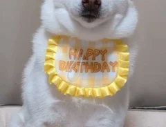 誕生日の白柴犬