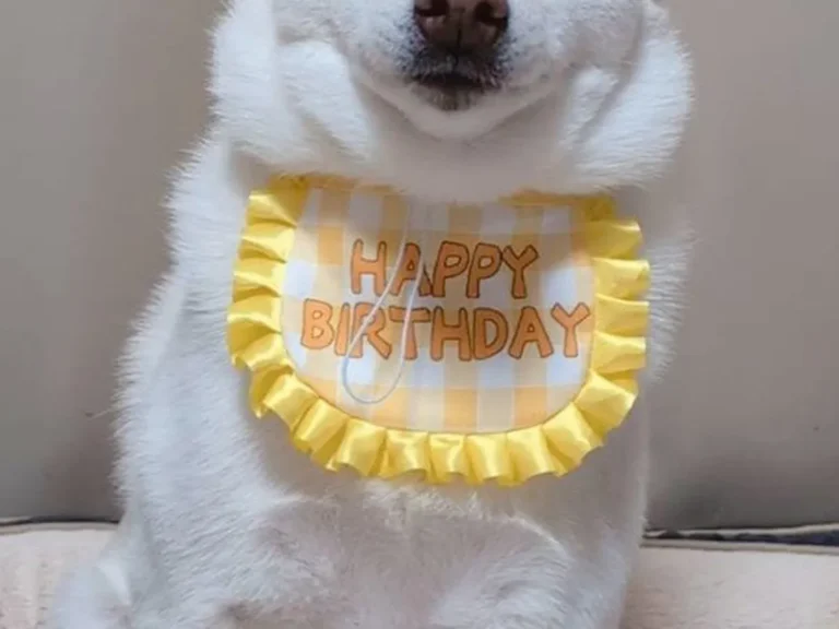 誕生日の白柴犬
