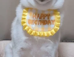 誕生日の白柴犬