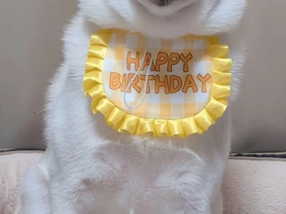 誕生日の白柴犬