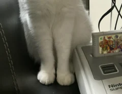 ゲーム機に近づく猫の写真