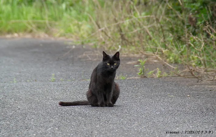 野良猫の画像