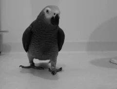 fatboyandteriyakibirdさんの投稿写真