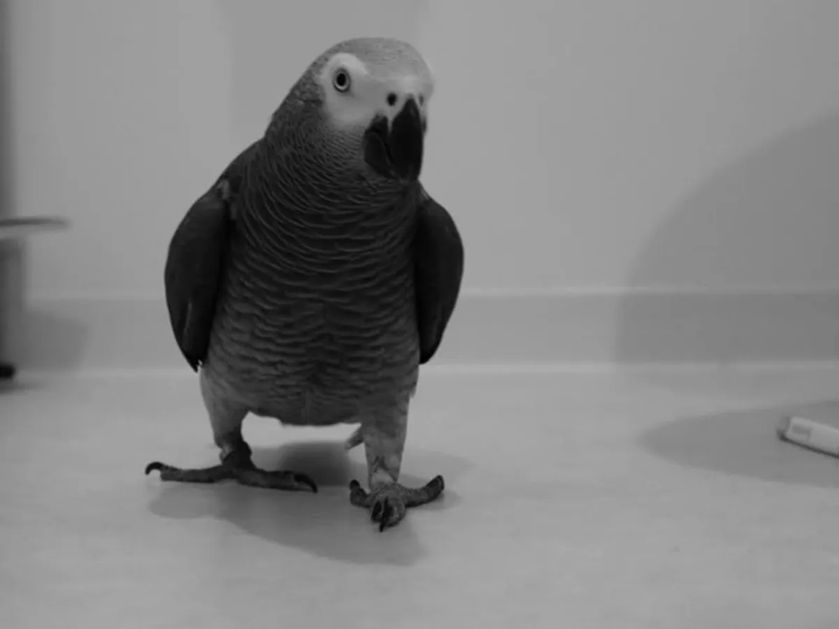 fatboyandteriyakibirdさんの投稿写真