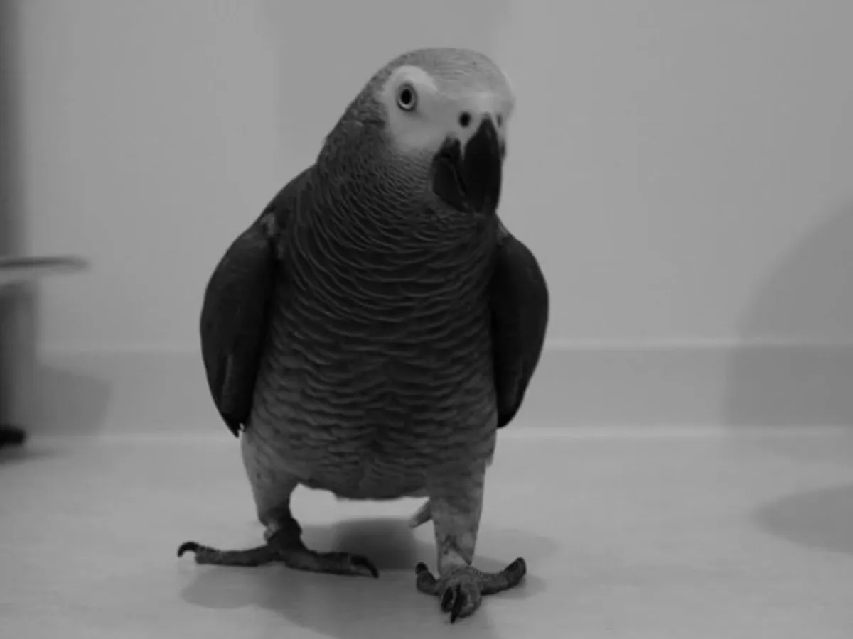 fatboyandteriyakibirdさんの投稿写真