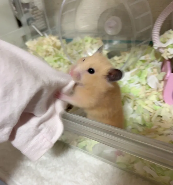 袖を引っ張るキンクマハムスター