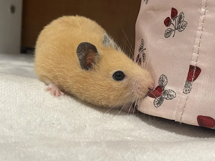 イチゴ柄のにおいを嗅ぐキンクマハムスター