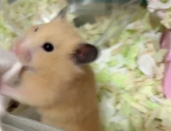 袖を引っ張るキンクマハムスター