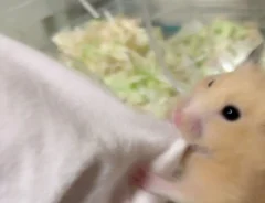袖を引っ張るキンクマハムスター