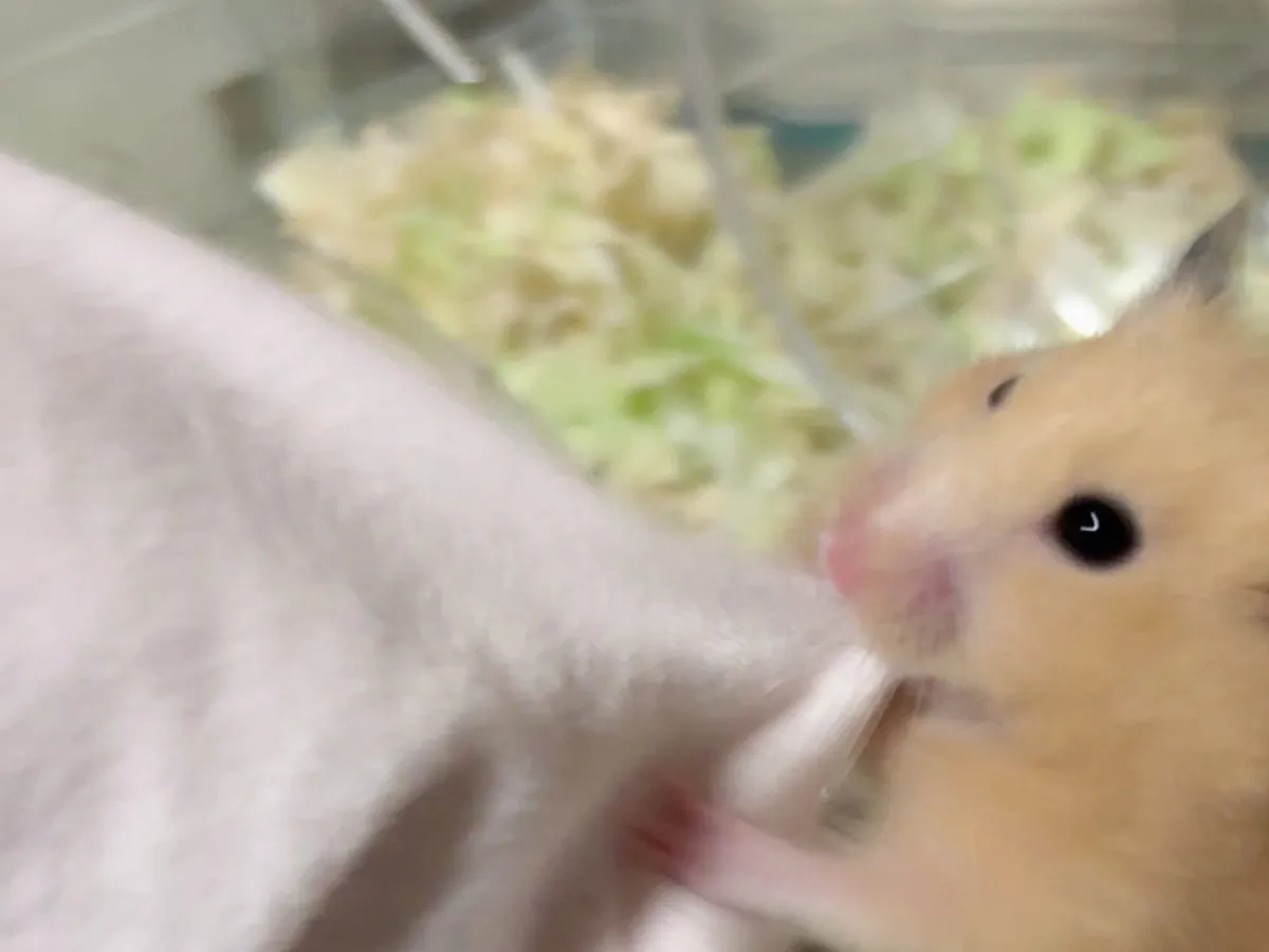 袖を引っ張るキンクマハムスター