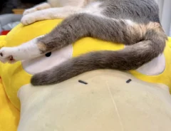 猫とぬいぐるみ