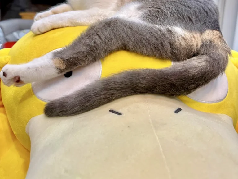 猫とぬいぐるみ