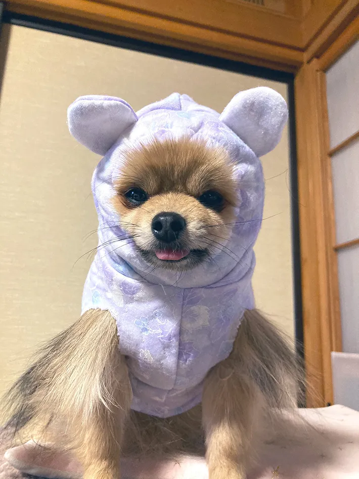 手作りペット服を着た犬