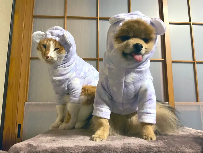 手作りペット服を着た猫と犬