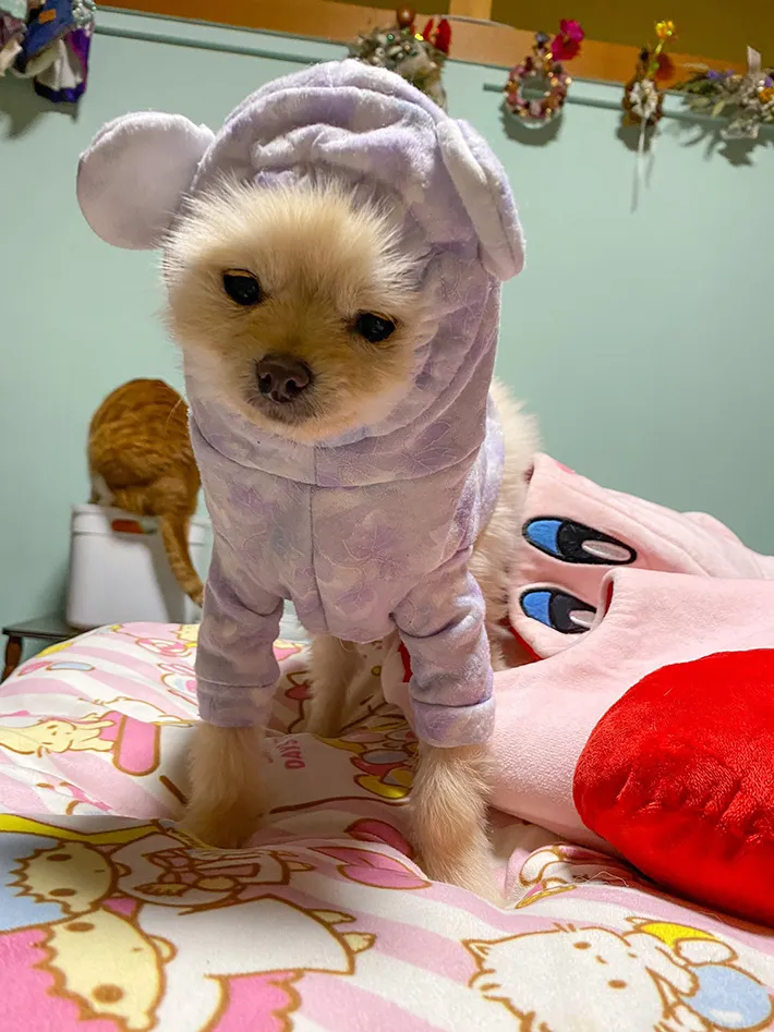 手作りペット服を着た犬