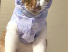 手作りペット服を着た猫