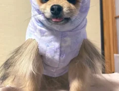 手作りペット服を着た犬