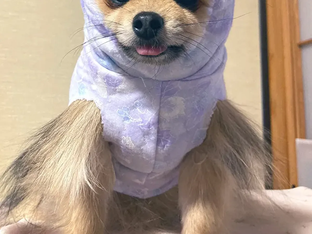 手作りペット服を着た犬