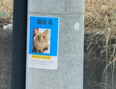 猫が戻ったことを知らせるチラシ