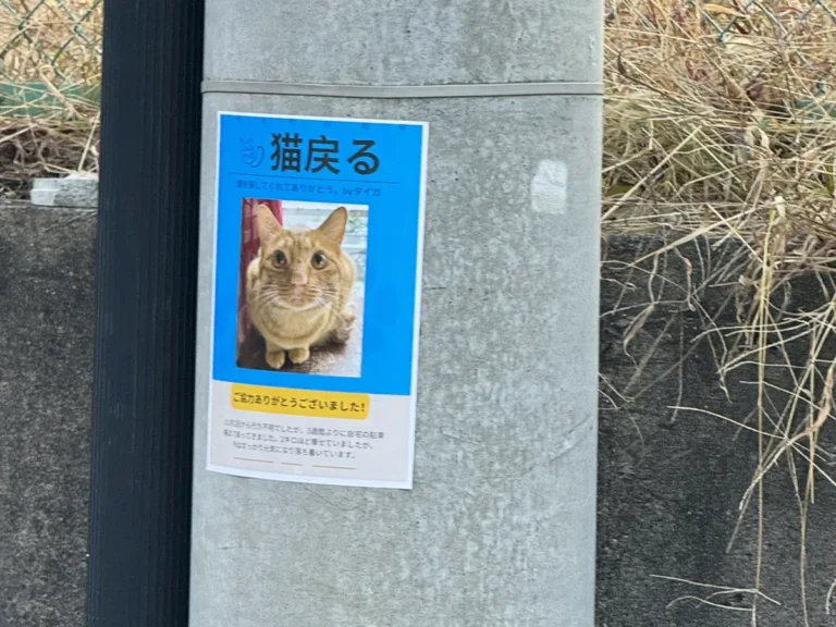 猫が戻ったことを知らせるチラシ