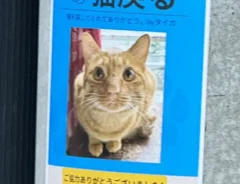 猫が戻ったことを知らせるチラシ