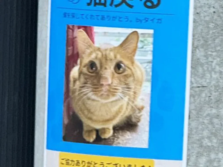 猫が戻ったことを知らせるチラシ