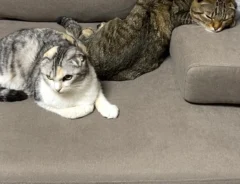 猫のポテくんとサラちゃんの画像