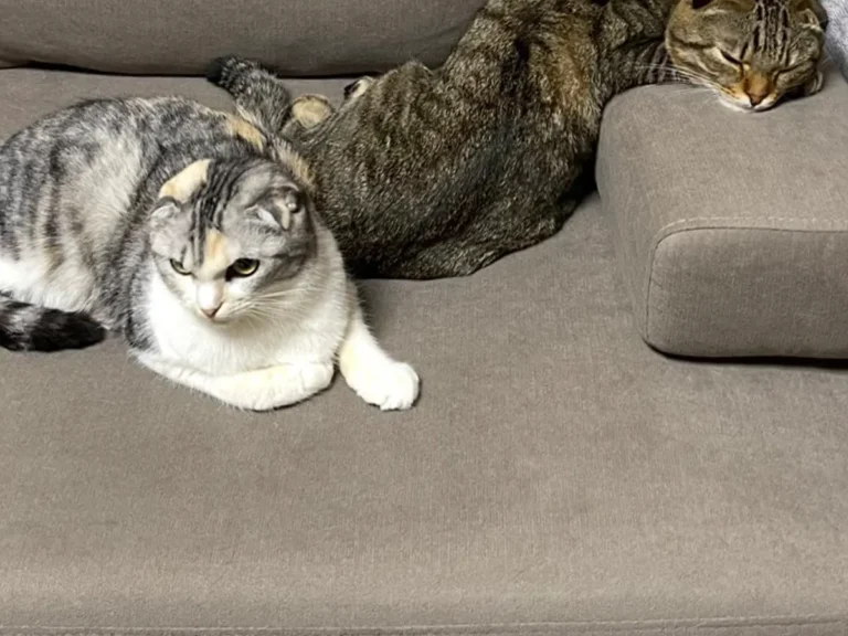 猫のポテくんとサラちゃんの画像