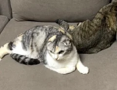 猫のポテくんとサラちゃんの画像