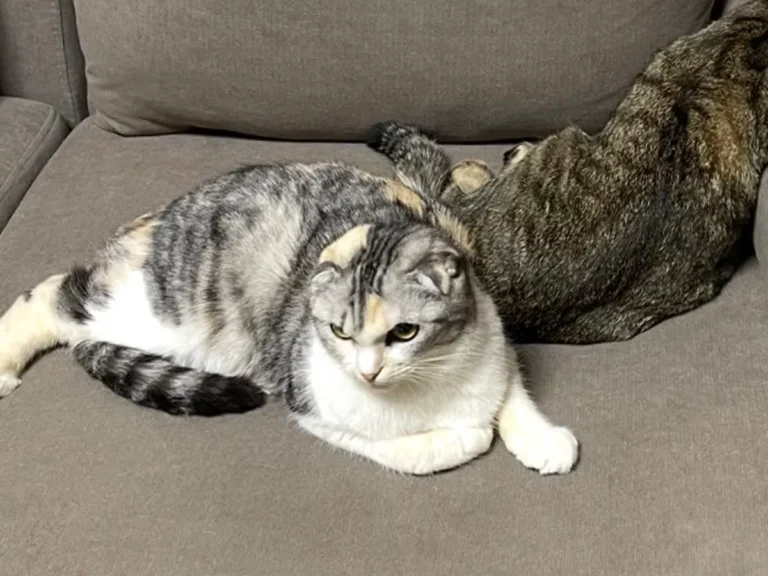 猫のポテくんとサラちゃんの画像