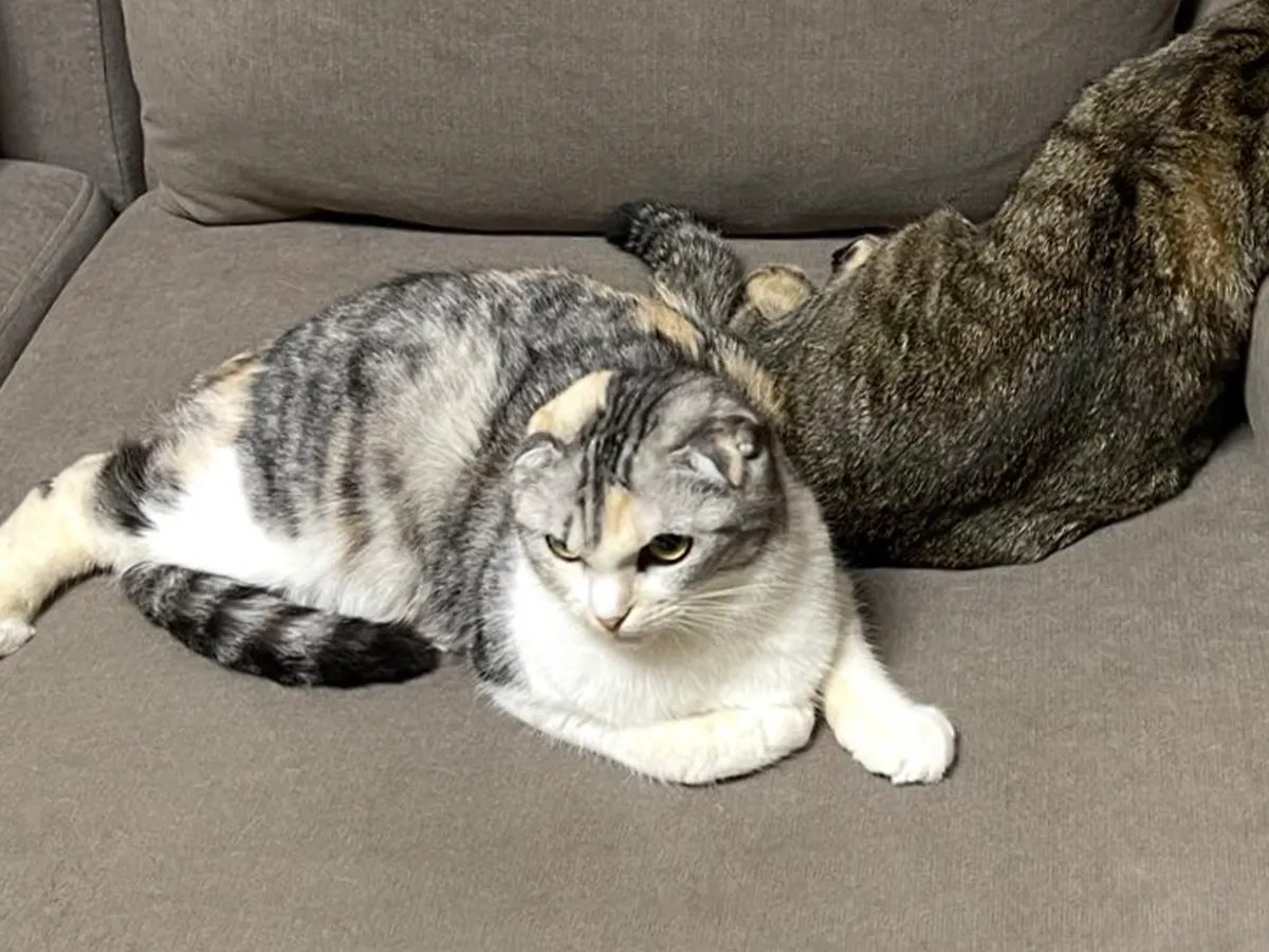 猫のポテくんとサラちゃんの画像