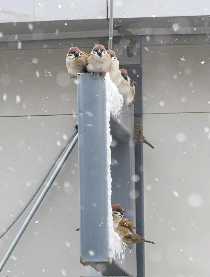 雪の中のスズメ