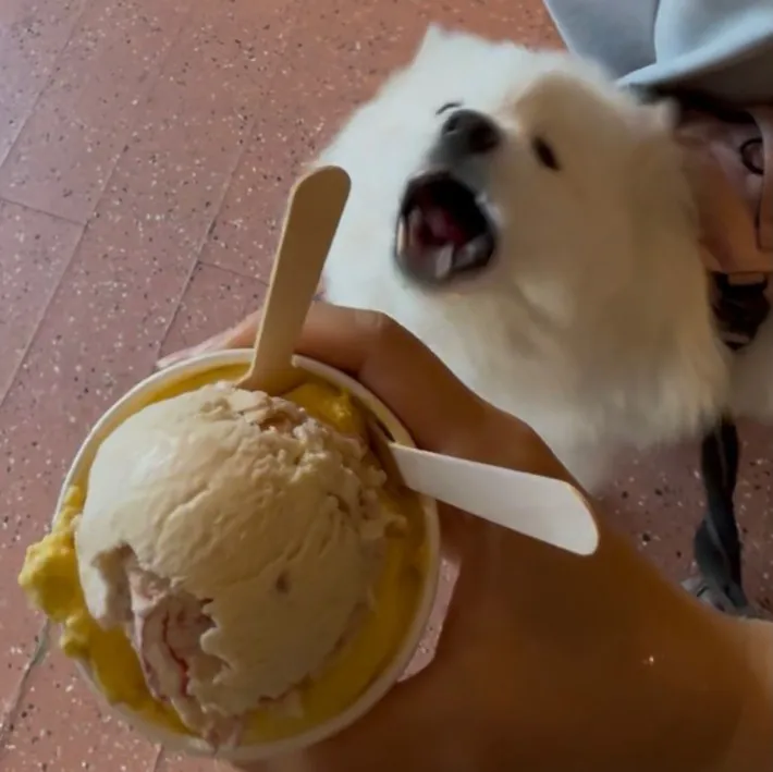 犬とアイスクリームの写真