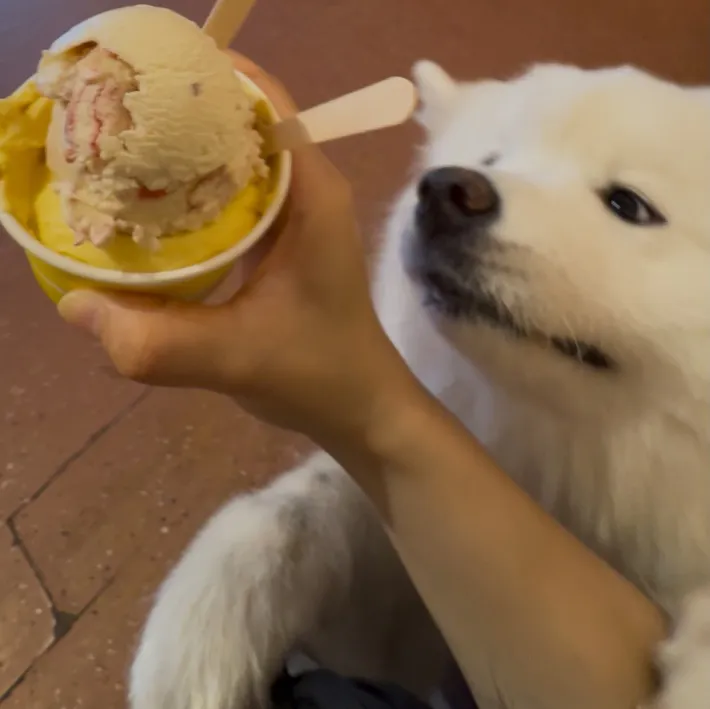 犬とアイスクリームの写真