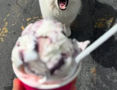 犬とアイスクリームの写真