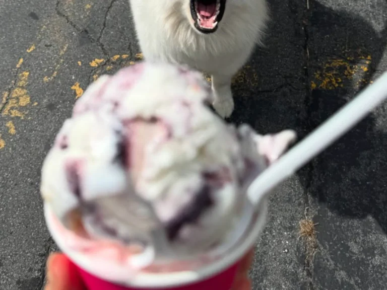 犬とアイスクリームの写真