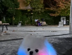 ポメラニアンの画像