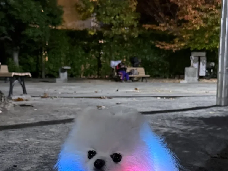 ポメラニアンの画像