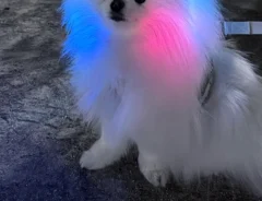 ポメラニアンの画像