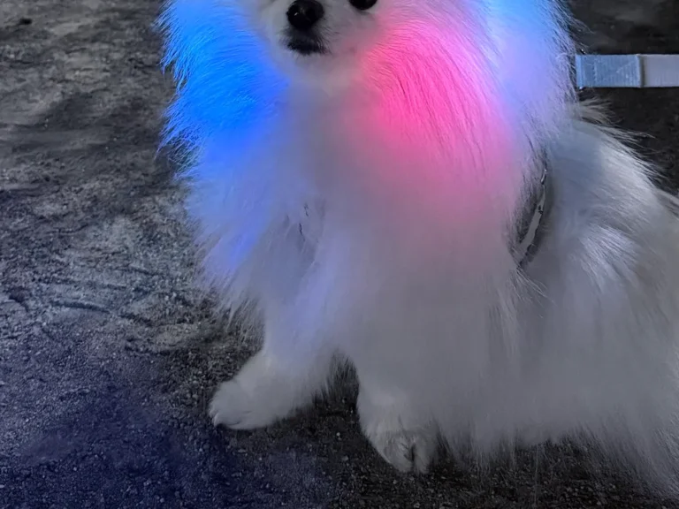 ポメラニアンの画像