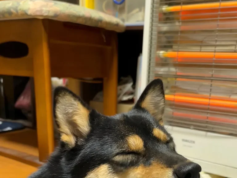 柴犬の画像