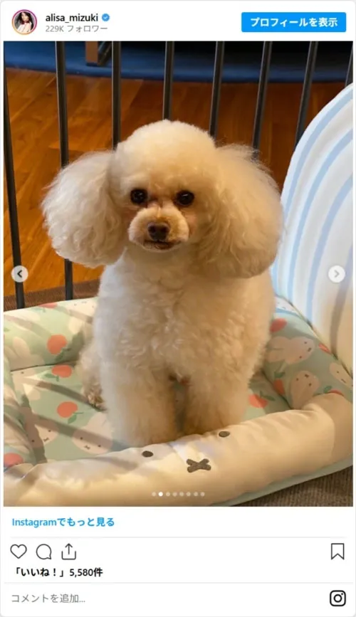 観月ありささんの犬の写真（alisa_mizukiのスクリーンショット）